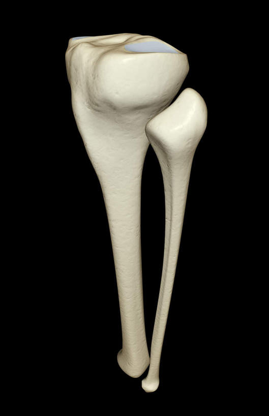 动脉,静脉,骨骼,无人,竖图,插画,室内,特写,白天,正面,数码,科技,静物,阴影,黑色背景,局部,网络,医学,骨头,高光,几何,计算机图形,合成,图画,画,模型,人体,部分,电脑合成图,数码合成图,骨架,生物学,漫画,生理学,写实,具体,具象,胫骨,半身,彩图