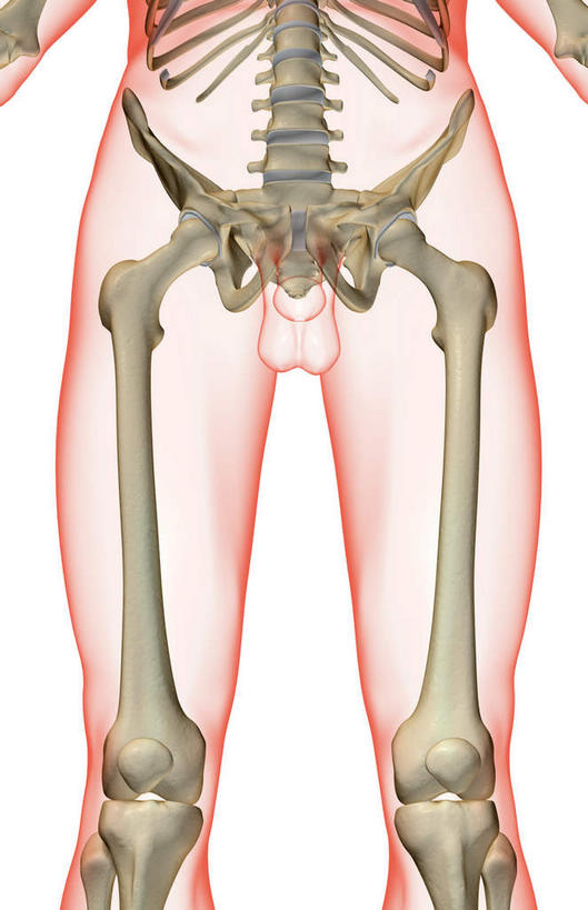 动脉,静脉,骨骼,无人,竖图,插画,x光片,室内,特写,白天,白色背景,正面,数码,科技,静物,阴影,辐射,科学,网络,医学,骨头,高光,几何,计算机图形,合成,图画,画,模型,人体,电脑合成图,数码合成图,骨架,医疗,生物学,科学技术,x射线,腿骨,x光,漫画,生理学,写实,具体,具象,骶骨,髋骨,彩图,电磁波,电磁辐射