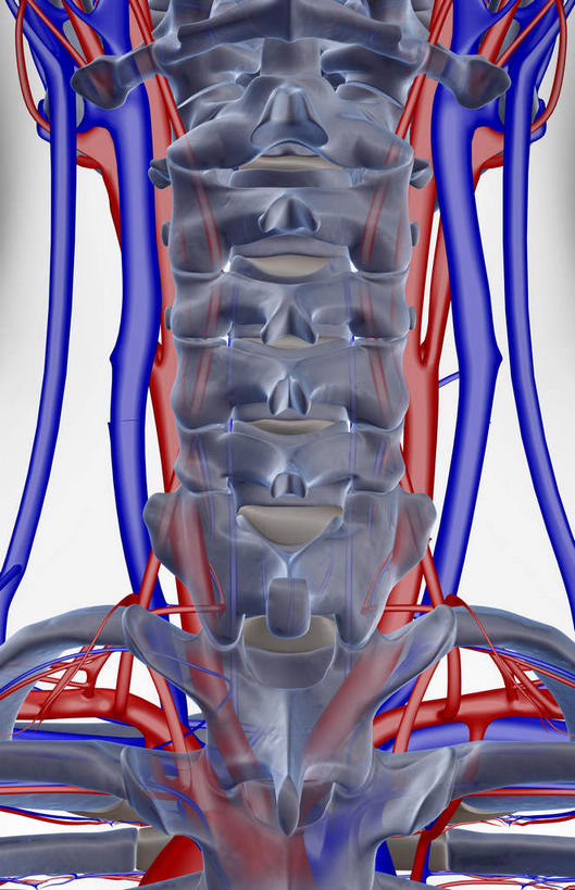 锁骨,动脉,静脉,骨骼,脊椎,无人,竖图,插画,x光片,室内,特写,白天,白色背景,正面,数码,科技,静物,阴影,辐射,科学,网络,医学,线条,骨头,高光,几何,计算机图形,合成,图画,画,模型,人体,轮廓,电脑合成图,数码合成图,骨架,医疗,生物学,科学技术,x射线,x光,漫画,生理学,写实,具体,具象,颈椎,椎骨,脊椎骨,颈动脉,颈静脉,椎动脉,脊柱,彩图,电磁波,电磁辐射