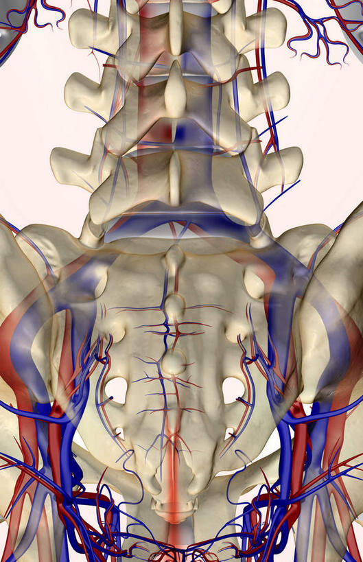 脊髓,动脉,静脉,骨骼,无人,竖图,插画,x光片,室内,特写,白天,白色背景,正面,数码,科技,静物,阴影,辐射,科学,网络,医学,骨头,高光,几何,计算机图形,合成,图画,画,模型,人体,电脑合成图,数码合成图,骨架,医疗,生物学,科学技术,x射线,盆骨,x光,漫画,生理学,写实,具体,具象,髋骨,椎骨,脊椎动脉,脊椎骨,脊柱,彩图,电磁波,电磁辐射