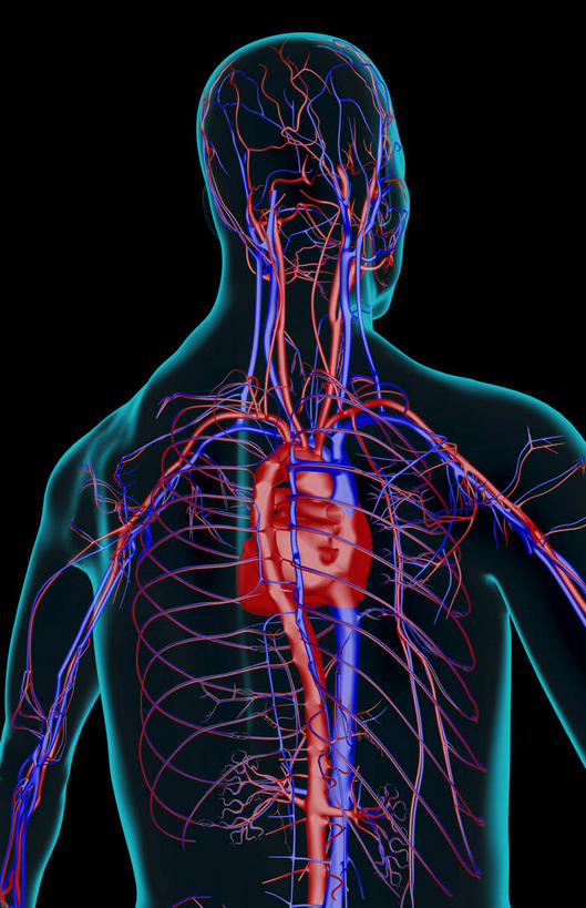 内脏,心脏,动脉,静脉,无人,竖图,插画,x光片,室内,特写,白天,正面,数码,科技,静物,阴影,黑色背景,辐射,科学,网络,医学,线条,骨头,高光,几何,计算机图形,合成,图画,画,模型,人体,轮廓,电脑合成图,数码合成图,医疗,生物学,科学技术,x射线,器官,x光,漫画,心血管,心房,心室,生理学,写实,具体,具象,肋间动脉,肋间静脉,心,半身,彩图,电磁波,电磁辐射