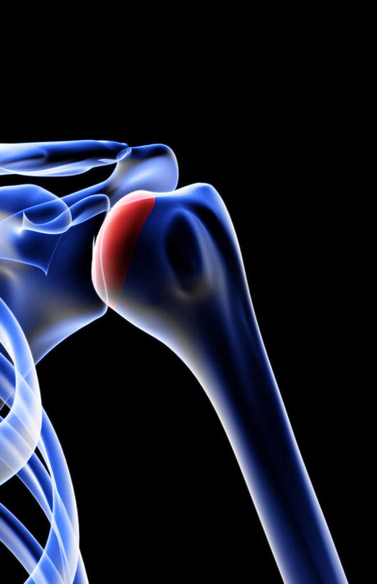 肩关节,肩胛骨,动脉,静脉,骨骼,肋骨,无人,竖图,插画,x光片,室内,特写,白天,正面,数码,科技,静物,阴影,黑色背景,辐射,科学,网络,医学,骨头,高光,几何,计算机图形,合成,图画,画,模型,人体,电脑合成图,数码合成图,骨架,医疗,生物学,科学技术,x射线,x光,漫画,生理学,写实,具体,具象,肱骨,彩图,电磁波,电磁辐射