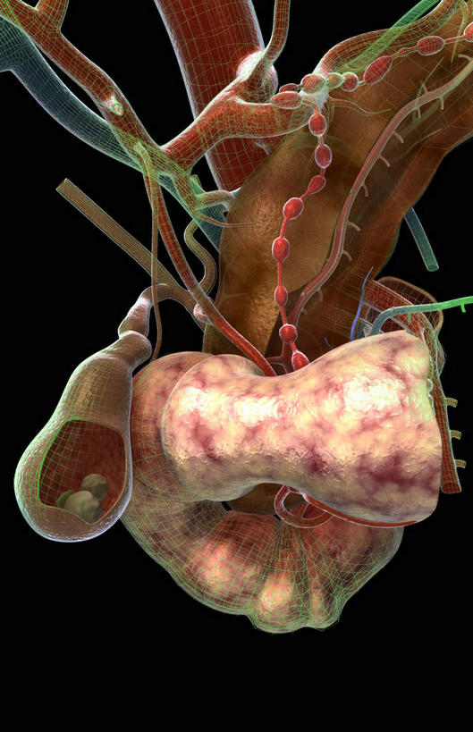 内脏,动脉,静脉,胆囊,无人,竖图,插画,室内,白天,正面,数码,科技,静物,阴影,黑色背景,网络,医学,高光,几何,计算机图形,合成,图画,画,模型,人体,电脑合成图,数码合成图,生物学,人体器官,器官,漫画,生理学,写实,具体,具象,胆,胆结石,彩图