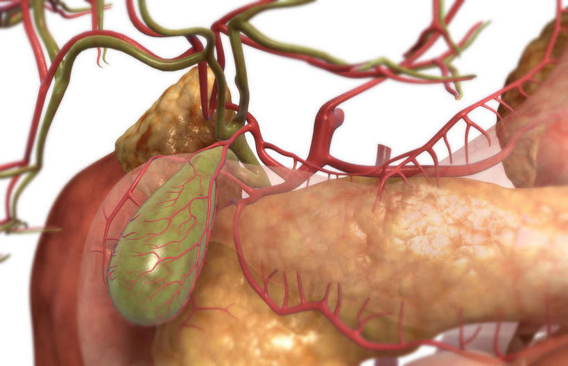 内脏,胰腺,肠,动脉,静脉,胆囊,十二指肠,无人,横图,插画,室内,白天,白色背景,正面,数码,科技,静物,阴影,网络,医学,高光,几何,计算机图形,合成,图画,画,模型,人体,电脑合成图,数码合成图,生物学,人体器官,器官,漫画,生理学,写实,具体,具象,肾上腺,胆管,胆囊动脉,大肠,盲肠,小肠,直肠,彩图