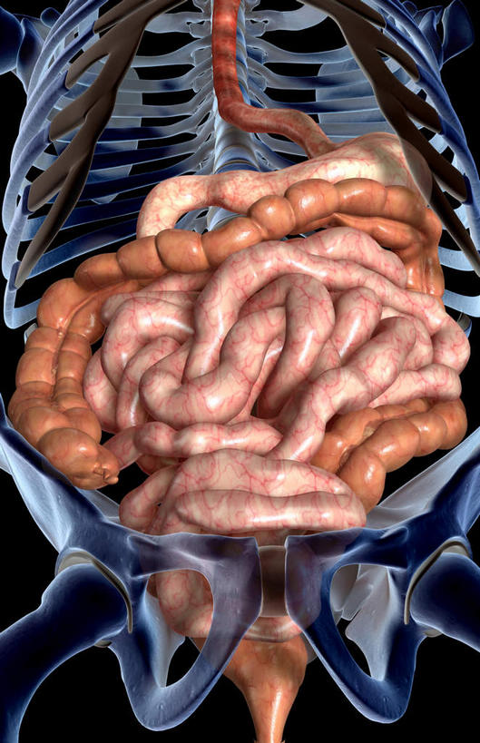 内脏,肠,脊髓,动脉,静脉,骨骼,肋骨,骨盆,十二指肠,无人,竖图,插画,室内,白天,正面,数码,科技,静物,阴影,黑色背景,网络,医学,骨头,高光,几何,计算机图形,合成,图画,画,模型,人体,电脑合成图,数码合成图,骨架,生物学,人体器官,器官,漫画,生理学,写实,具体,具象,横结肠,空肠,升结肠,乙状结肠,大肠,脊柱,盲肠,小肠,直肠,彩图,消化系统