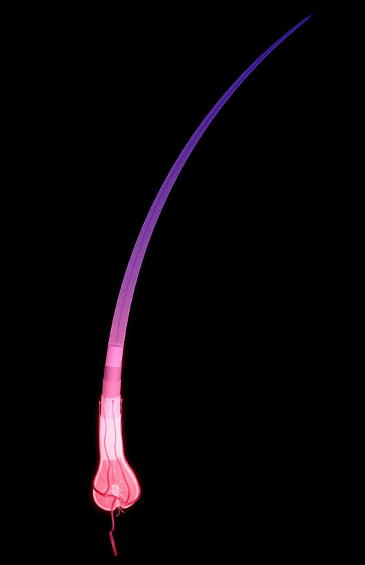 头发,无人,竖图,插画,室内,白天,正面,数码,科技,静物,阴影,黑色背景,网络,医学,高光,几何,计算机图形,合成,图画,画,模型,人体,电脑合成图,数码合成图,生物学,器官,漫画,生理学,写实,具体,具象,毛囊,彩图