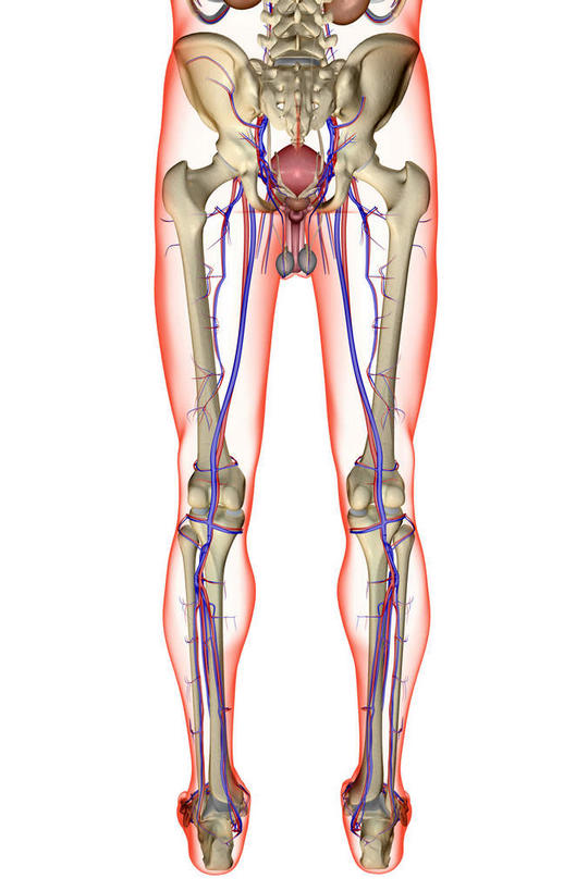 骨骼,血管,无人,竖图,插画,室内,白天,白色背景,正面,数码,科技,静物,阴影,网络,医学,骨头,高光,几何,计算机图形,合成,图画,画,人体,电脑合成图,数码合成图,骨架,生物学,腿骨,盆骨,漫画,生理学,写实,具体,具象,腓骨,股骨,胫骨,股动脉,股静脉,足骨,胫后静脉,半身,彩图