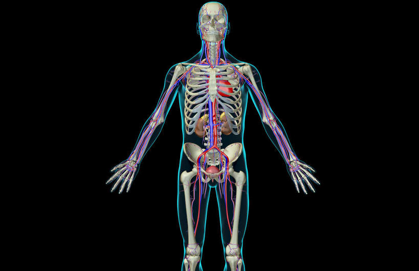 颅骨,内脏,肾脏,脊髓,动脉,静脉,骨骼,肋骨,脊椎,骨盆,无人,横图,插画,室内,白天,正面,数码,科技,静物,阴影,黑色背景,网络,医学,骨头,高光,几何,计算机图形,合成,图画,画,模型,人体,电脑合成图,数码合成图,骨架,生物学,人体器官,器官,盆骨,漫画,泌尿系统,输尿管,生理学,写实,具体,具象,肱骨,股骨,肾上腺,肾动脉,脊柱,肾,头盖骨,半身,彩图