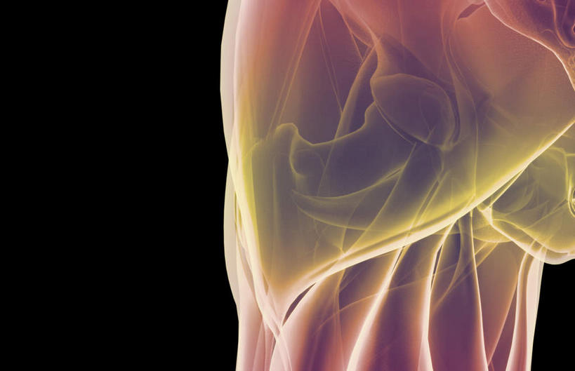 臀部,肌肉,健壮,无人,横图,插画,室内,白天,正面,数码,科技,静物,阴影,黑色背景,网络,医学,高光,几何,计算机图形,合成,图画,画,健康,活力,力量,人体,青春,电脑合成图,数码合成图,生物学,强壮,漫画,生理学,写实,具体,具象,髋部,彩图