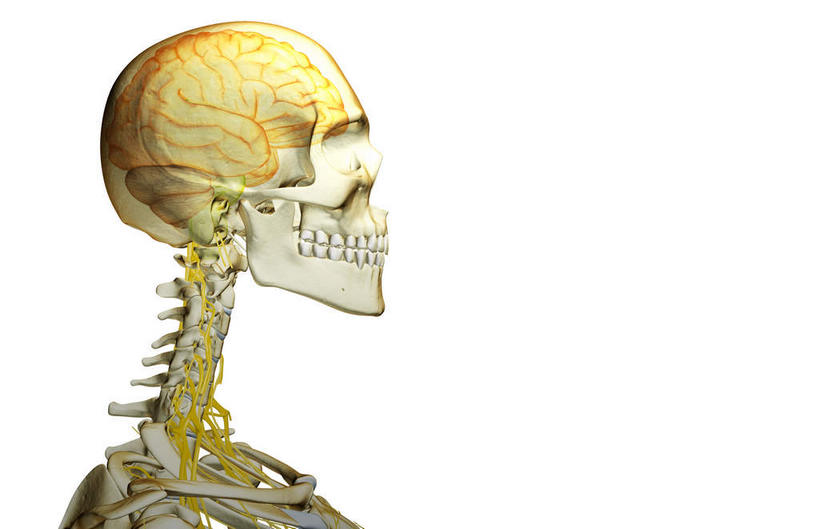 颅骨,锁骨,骨骼,肋骨,脊椎,无人,横图,插画,室内,白天,白色背景,正面,数码,科技,静物,阴影,网络,医学,骨头,高光,几何,计算机图形,合成,图画,画,人体,电脑合成图,数码合成图,骨架,生物学,漫画,生理学,写实,具体,具象,脊椎骨,颈神经,面颅骨,颈丛,颈部神经,臂丛神经,脊柱,头盖骨,半身,彩图,神经系统