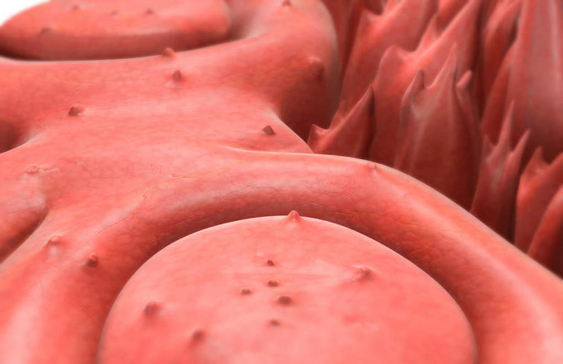 舌,无人,横图,插画,室内,白天,白色背景,正面,数码,科技,静物,阴影,网络,医学,高光,几何,计算机图形,合成,图画,画,人体,电脑合成图,数码合成图,生物学,器官,漫画,生理学,写实,具体,具象,发声器官,味觉器官,舌头,彩图