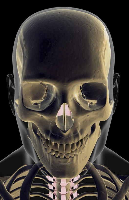 颅骨,骨骼,脊椎,无人,竖图,插画,室内,白天,正面,数码,科技,静物,阴影,黑色背景,网络,医学,头骨,骨头,高光,几何,计算机图形,合成,图画,画,人体,电脑合成图,数码合成图,骨架,生物学,漫画,生理学,写实,具体,具象,颌骨,颈椎,脊椎骨,面颅骨,颧骨,脊柱,头盖骨,彩图