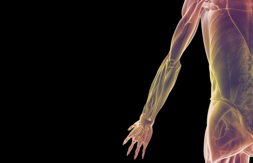 肌肉,健壮,无人,横图,插画,室内,白天,正面,数码,科技,静物,阴影,黑色背景,网络,医学,线条,高光,几何,计算机图形,合成,图画,画,健康,活力,力量,人体,轮廓,青春,电脑合成图,数码合成图,生物学,强壮,漫画,生理学,写实,具体,具象,二头肌,半身,彩图