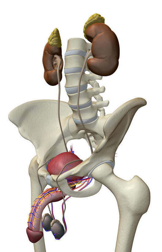 内脏,肾脏,骨骼,脊椎,骨盆,膀胱,阴茎,睾丸,阴囊,无人,竖图,插画,室内,白天,白色背景,正面,数码,科技,静物,阴影,局部,网络,医学,骨头,高光,几何,计算机图形,合成,图画,画,模型,人体,电脑合成图,数码合成图,骨架,生物学,人体器官,器官,盆骨,漫画,泌尿系统,前列腺,生理学,写实,具体,具象,股骨,脊椎骨,脊柱,肾,彩图,生殖器官