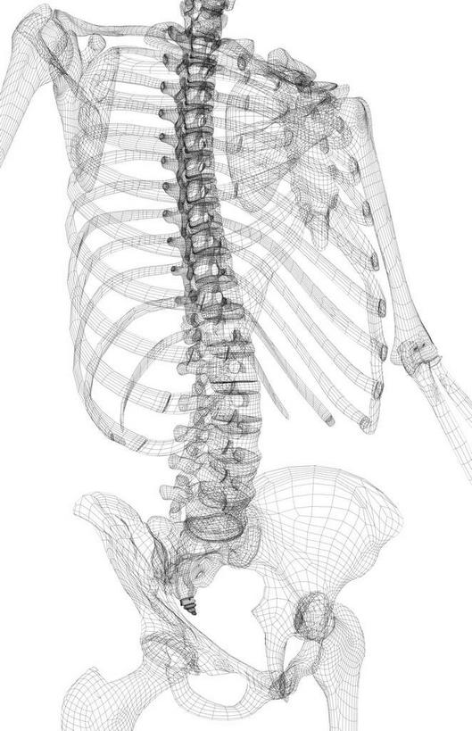 骨骼,肋骨,脊椎,骨盆,无人,竖图,黑白,插画,室内,白天,白色背景,正面,数码,科技,静物,阴影,局部,网络,医学,骨头,高光,几何,计算机图形,合成,图画,画,人体,电脑合成图,数码合成图,骨架,生物学,盆骨,漫画,生理学,写实,具体,具象,肱骨,髋骨,桡骨,脊椎骨,脊柱