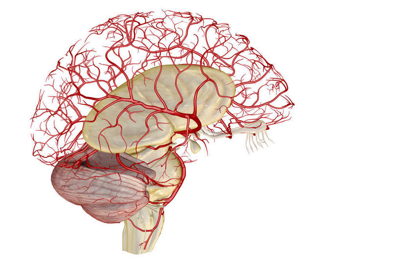 动脉,血管,无人,横图,插画,室内,白天,白色背景,正面,数码,科技,静物,大脑,阴影,局部,网络,医学,高光,几何,计算机图形,合成,图画,画,人体,电脑合成图,数码合成图,生物学,器官,沟壑,漫画,小脑,脑干,生理学,写实,具体,具象,大脑皮层,端脑,沟,灰质,回,间脑,颞叶,脑动脉,彩图