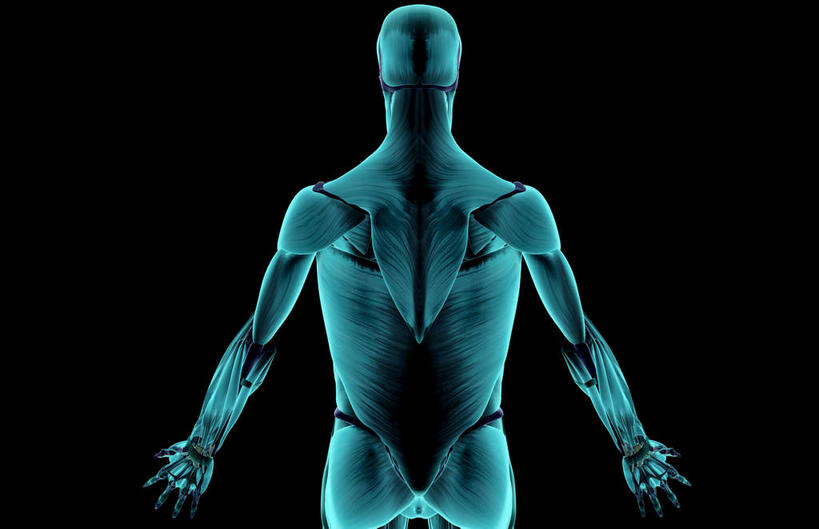 肌肉,健壮,无人,横图,插画,室内,白天,正面,数码,科技,静物,阴影,黑色背景,网络,医学,线条,高光,几何,计算机图形,合成,图画,画,健康,活力,力量,人体,轮廓,青春,电脑合成图,数码合成图,生物学,强壮,漫画,生理学,写实,具体,具象,背阔肌,彩图