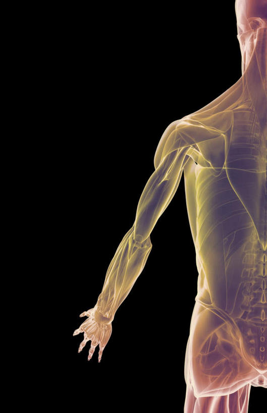 肌肉,健壮,无人,竖图,插画,室内,白天,正面,数码,科技,静物,阴影,黑色背景,网络,医学,线条,高光,几何,计算机图形,合成,图画,画,健康,活力,力量,人体,轮廓,青春,电脑合成图,数码合成图,生物学,强壮,漫画,生理学,写实,具体,具象,二头肌,彩图