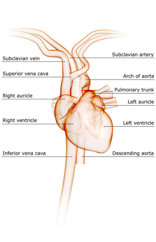 内脏,心脏,动脉,静脉,无人,竖图,插画,室内,白天,白色背景,正面,数码,科技,静物,阴影,局部,网络,医学,英文,标志,文字,字符,字母,高光,几何,计算机图形,合成,图画,标识,画,模型,解说,人体,说明,英文字母,电脑合成图,数码合成图,生物学,人体器官,器官,漫画,心血管,心房,心室,生理学,写实,具体,具象,阐明,申明,注解,注明,下腔静脉,上腔静脉,升主动脉,降主动脉,肺动脉,肺静脉,腔静脉,心,彩图