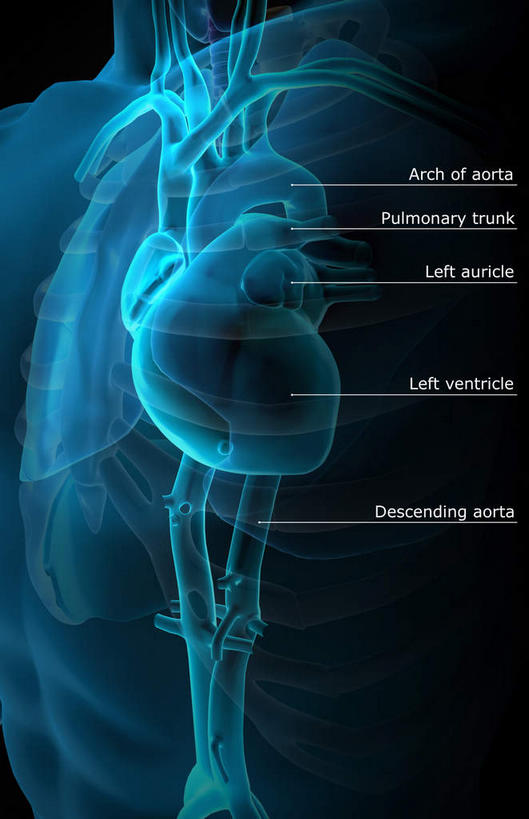 内脏,心脏,动脉,静脉,无人,竖图,插画,室内,白天,正面,数码,科技,静物,阴影,黑色背景,局部,网络,医学,英文,标志,文字,线条,字符,字母,高光,几何,计算机图形,合成,图画,标识,画,模型,解说,人体,说明,轮廓,英文字母,电脑合成图,数码合成图,生物学,人体器官,器官,漫画,左心房,心血管,生理学,写实,具体,具象,阐明,申明,注解,注明,锁骨下动脉,锁骨下静脉,下腔静脉,主动脉,肺动脉,肺静脉,中庭,心,彩图
