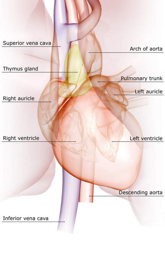 内脏,肺,心脏,动脉,静脉,无人,竖图,插画,室内,白天,白色背景,正面,数码,科技,静物,阴影,局部,网络,医学,英文,标志,文字,字符,字母,高光,几何,计算机图形,合成,图画,标识,画,模型,解说,人体,说明,英文字母,电脑合成图,数码合成图,生物学,人体器官,器官,漫画,左心房,心血管,心房,心室,生理学,写实,具体,具象,呼吸系统,阐明,申明,注解,注明,下腔静脉,上腔静脉,肺动脉,肺静脉,右心耳,右心房,肺部,肺脏,心,彩图