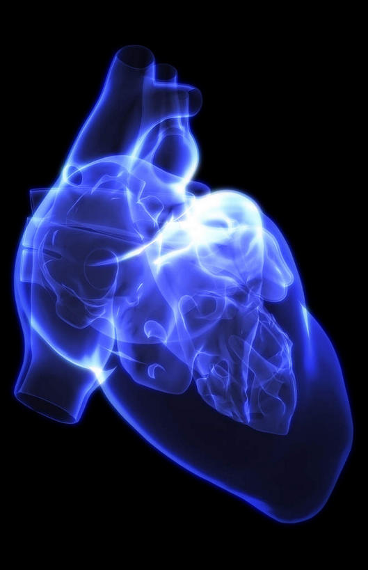 内脏,心脏,动脉,静脉,无人,竖图,插画,x光片,室内,白天,正面,数码,科技,静物,阴影,黑色背景,局部,辐射,科学,网络,医学,线条,高光,几何,计算机图形,合成,图画,画,模型,人体,轮廓,电脑合成图,数码合成图,医疗,生物学,人体器官,科学技术,x射线,器官,x光,漫画,左心房,心血管,心房,心室,生理学,写实,具体,具象,主动脉,上腔静脉,左心室,心,彩图,电磁波,电磁辐射