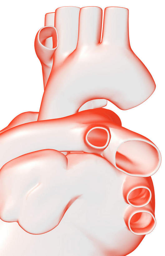 内脏,心脏,动脉,静脉,无人,竖图,插画,室内,白天,白色背景,正面,数码,科技,静物,阴影,局部,网络,医学,高光,几何,计算机图形,合成,图画,画,模型,人体,电脑合成图,数码合成图,生物学,人体器官,器官,漫画,左心房,心血管,生理学,写实,具体,具象,肺动脉,肺静脉,心,彩图