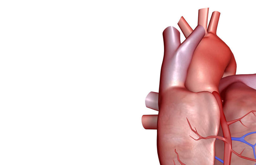 内脏,心脏,动脉,静脉,血管,无人,横图,插画,室内,白天,白色背景,正面,数码,科技,静物,阴影,局部,网络,医学,高光,几何,计算机图形,合成,图画,画,模型,人体,电脑合成图,数码合成图,生物学,人体器官,器官,漫画,心血管,生理学,写实,具体,具象,主动脉,右耳廓,心,彩图