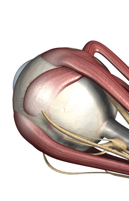 眼睛,无人,竖图,插画,室内,特写,白天,白色背景,正面,数码,科技,静物,瞳孔,阴影,网络,医学,高光,几何,计算机图形,合成,图画,画,人体,眼部,电脑合成图,数码合成图,生物学,视网膜,眼球,器官,漫画,生理学,写实,具体,具象,巩膜,角膜,视觉器官,眼房,眼球壁,上斜肌,眼,彩图