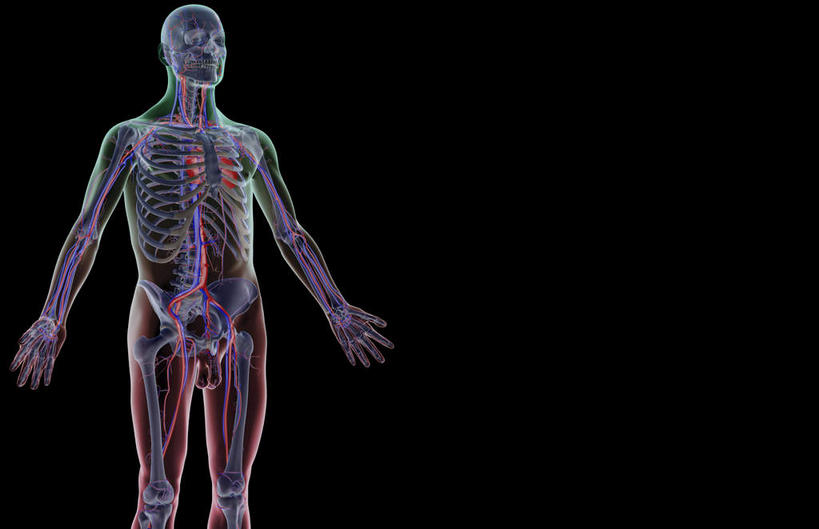 锁骨,肩胛骨,骨骼,胸骨,肋骨,骨盆,血管,无人,横图,插画,x光片,室内,特写,白天,正面,数码,科技,静物,阴影,黑色背景,辐射,科学,网络,医学,线条,骨头,高光,几何,计算机图形,合成,图画,画,人体,轮廓,电脑合成图,数码合成图,骨架,医疗,生物学,科学技术,x射线,盆骨,x光,漫画,生理学,写实,具体,具象,鼻骨,髌骨,尺骨,骶骨,顶骨,额骨,腓骨,肱骨,股骨,胫骨,髋骨,颞骨,桡骨,腕骨,尾骨,胸椎,腰骨,掌骨,指骨,髂动脉,髂静脉,髂外动脉,髂外静脉,肋软骨,颧骨,降主动脉,腔静脉,半身,彩图,电磁波,电磁辐射