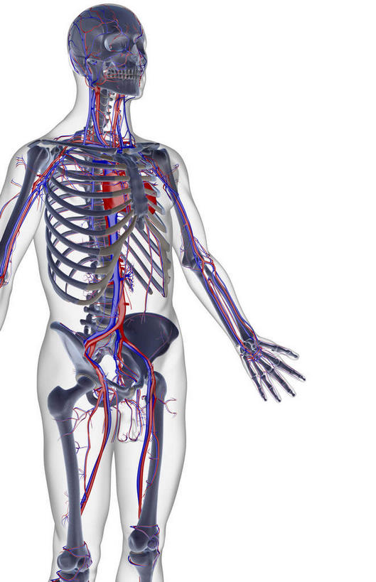 颅骨,锁骨,肩胛骨,骨骼,胸骨,肋骨,骨盆,血管,无人,竖图,插画,x光片,室内,特写,白天,白色背景,正面,数码,科技,静物,阴影,辐射,科学,网络,医学,线条,骨头,高光,几何,计算机图形,合成,图画,画,人体,轮廓,电脑合成图,数码合成图,骨架,医疗,生物学,科学技术,x射线,盆骨,x光,漫画,生理学,写实,具体,具象,尺骨,骶骨,肱骨,髋骨,桡骨,腕骨,尾骨,胸椎,腰骨,掌骨,指骨,肋软骨,降主动脉,腔静脉,头盖骨,半身,彩图,电磁波,电磁辐射