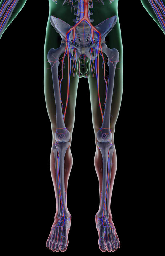 腿部,血管,腿,无人,竖图,插画,x光片,室内,特写,白天,正面,数码,科技,静物,阴影,黑色背景,辐射,科学,网络,医学,线条,高光,几何,计算机图形,合成,图画,画,人体,轮廓,电脑合成图,数码合成图,医疗,生物学,科学技术,x射线,x光,漫画,生理学,写实,具体,具象,股动脉,股静脉,髂动脉,髂静脉,髂内动脉,髂内静脉,髂外动脉,髂外静脉,半身,彩图,电磁波,电磁辐射