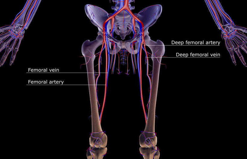 骨骼,骨盆,血管,无人,横图,插画,室内,特写,白天,正面,数码,科技,静物,阴影,黑色背景,网络,医学,英文,标志,文字,线条,字符,字母,骨头,高光,几何,计算机图形,合成,图画,标识,画,人体,轮廓,英文字母,电脑合成图,数码合成图,骨架,生物学,盆骨,漫画,生理学,写实,具体,具象,髌骨,骶骨,腓骨,股骨,胫骨,髋骨,尾骨,股动脉,股静脉,髂动脉,髂静脉,髂内动脉,髂内静脉,髂外动脉,髂外静脉,半身,彩图