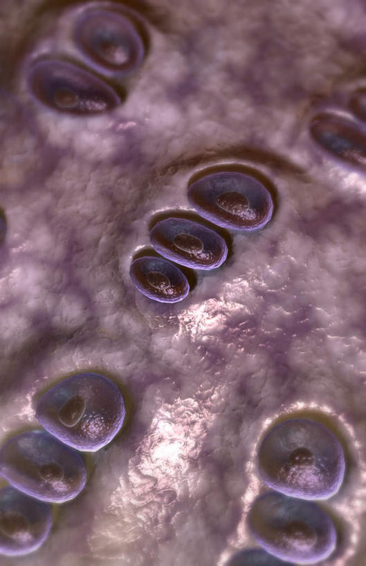 骨骼,无人,竖图,插画,室内,特写,白天,正面,数码,科技,静物,阴影,黑色背景,网络,医学,骨头,高光,几何,计算机图形,合成,图画,画,人体,电脑合成图,数码合成图,骨架,生物学,漫画,软骨,生理学,写实,具体,具象,弹性软骨,彩图