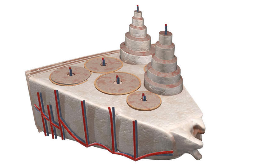 骨骼,血管,无人,横图,插画,室内,特写,白天,白色背景,正面,数码,科技,静物,阴影,网络,医学,骨头,高光,几何,计算机图形,合成,图画,画,人体,电脑合成图,数码合成图,骨架,生物学,漫画,生理学,写实,具体,具象,骨膜,彩图