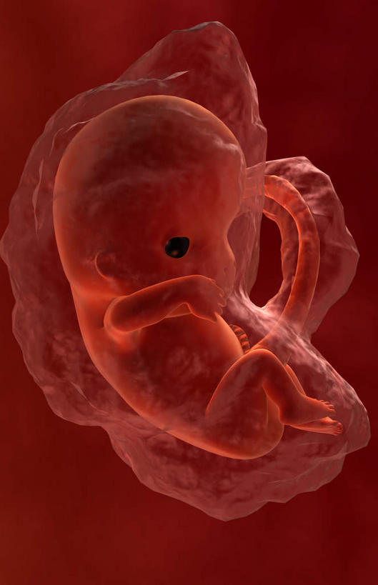 一个人,无人,坐,闭眼,竖图,插画,室内,白天,正面,数码,科技,仅一个人,阴影,红色背景,光线,网络,影子,灯光,高光,几何,计算机图形,合成,图画,画,红色,电脑合成图,数码合成图,胎儿,发育,漫画,孕育,写实,具体,具象,生殖,赤色,闭眼睛,闭着眼,闭着眼睛,坐着,彩图,全身,胚胎