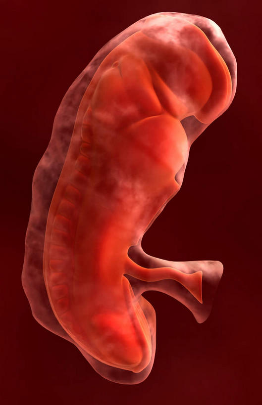 一个人,无人,坐,闭眼,竖图,插画,室内,白天,正面,数码,科技,仅一个人,阴影,红色背景,光线,网络,影子,灯光,高光,几何,计算机图形,合成,图画,画,红色,电脑合成图,数码合成图,胎儿,发育,漫画,孕育,写实,具体,具象,生殖,赤色,闭眼睛,闭着眼,闭着眼睛,坐着,彩图,全身,胚胎