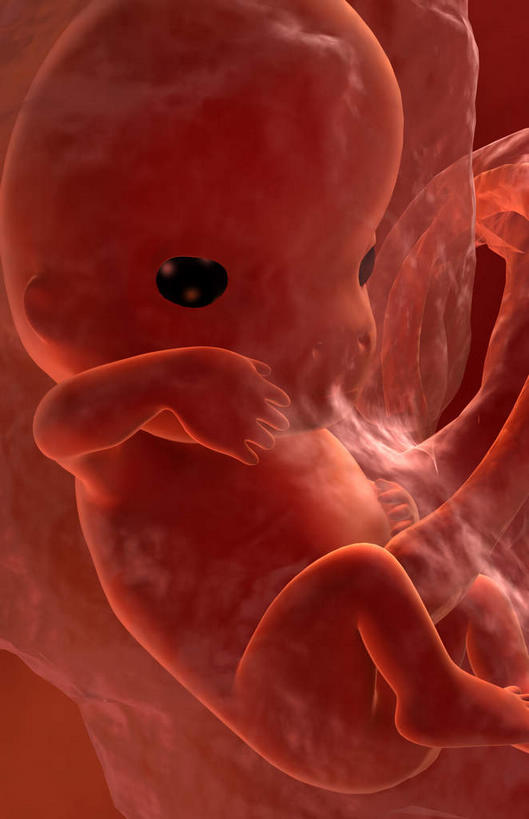 一个人,无人,坐,竖图,插画,室内,白天,正面,数码,科技,仅一个人,阴影,红色背景,网络,高光,几何,计算机图形,合成,图画,画,红色,电脑合成图,数码合成图,胎儿,发育,漫画,孕育,写实,具体,具象,生殖,坐着,彩图,全身,胚胎