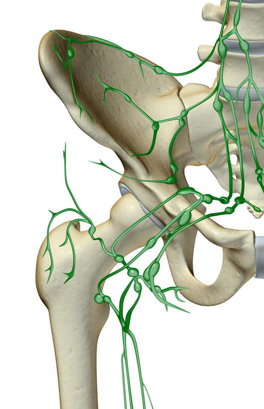 臀部,内脏,动脉,静脉,无人,竖图,插画,室内,白天,白色背景,正面,数码,科技,静物,阴影,网络,医学,高光,几何,计算机图形,合成,图画,画,模型,人体,皮肤,电脑合成图,数码合成图,生物学,人体器官,器官,漫画,生理学,写实,具体,具象,淋巴结,淋巴系统,淋巴管,淋巴组织,免疫系统,免疫组织,彩图