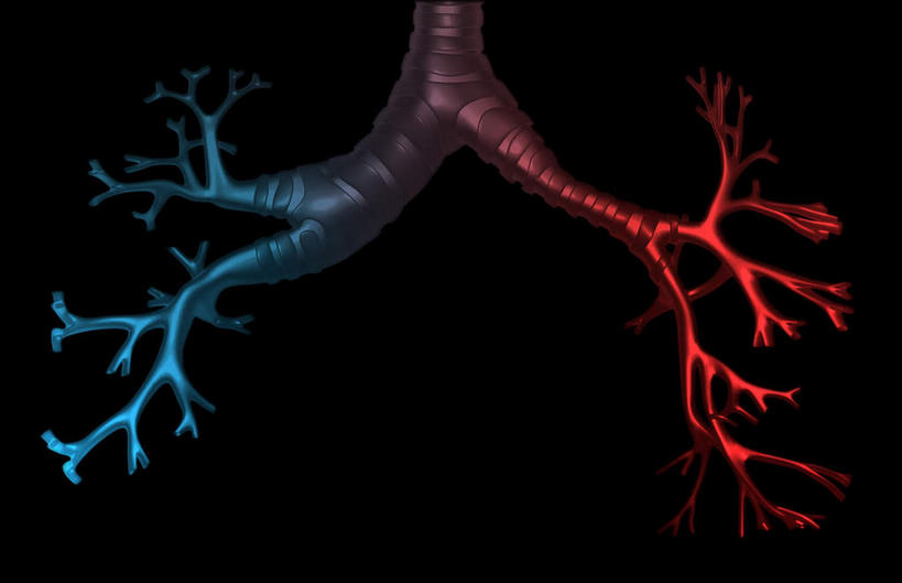 内脏,肺,动脉,静脉,无人,横图,插画,室内,白天,正面,数码,科技,静物,阴影,黑色背景,发光,网络,医学,高光,几何,计算机图形,合成,图画,画,紫色,模型,人体,电脑合成图,数码合成图,生物学,人体器官,器官,漫画,支气管,生理学,写实,具体,具象,肺泡,肺部,肺脏,彩图