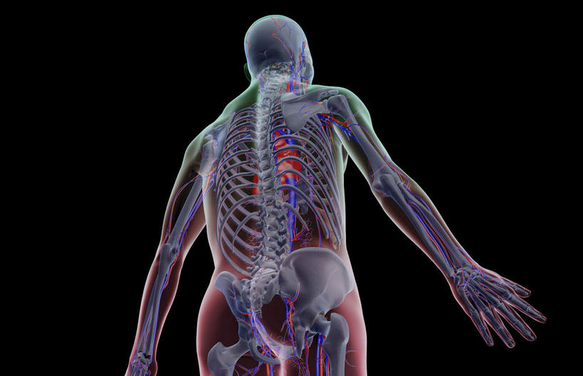 动脉,静脉,骨骼,血管,无人,横图,插画,x光片,室内,特写,白天,正面,数码,科技,静物,阴影,黑色背景,辐射,科学,网络,医学,骨头,高光,几何,计算机图形,合成,图画,画,模型,人体,皮肤,电脑合成图,数码合成图,骨架,医疗,生物学,科学技术,x射线,x光,漫画,生理学,写实,具体,具象,肋间动脉,肋间静脉,半身,彩图,电磁波,电磁辐射