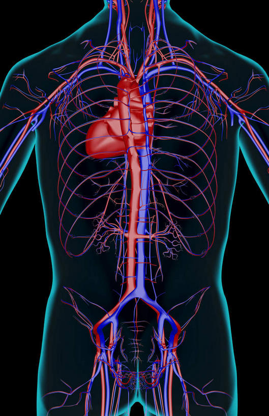 动脉,静脉,骨骼,无人,站,竖图,插画,x光片,室内,特写,白天,正面,数码,科技,静物,阴影,黑色背景,辐射,科学,网络,医学,骨头,高光,几何,计算机图形,合成,图画,画,模型,站着,血液,人体,皮肤,电脑合成图,数码合成图,骨架,医疗,生物学,科学技术,x射线,x光,漫画,生理学,写实,具体,具象,肋间动脉,肋间静脉,肾,站立,半身,彩图,电磁波,电磁辐射