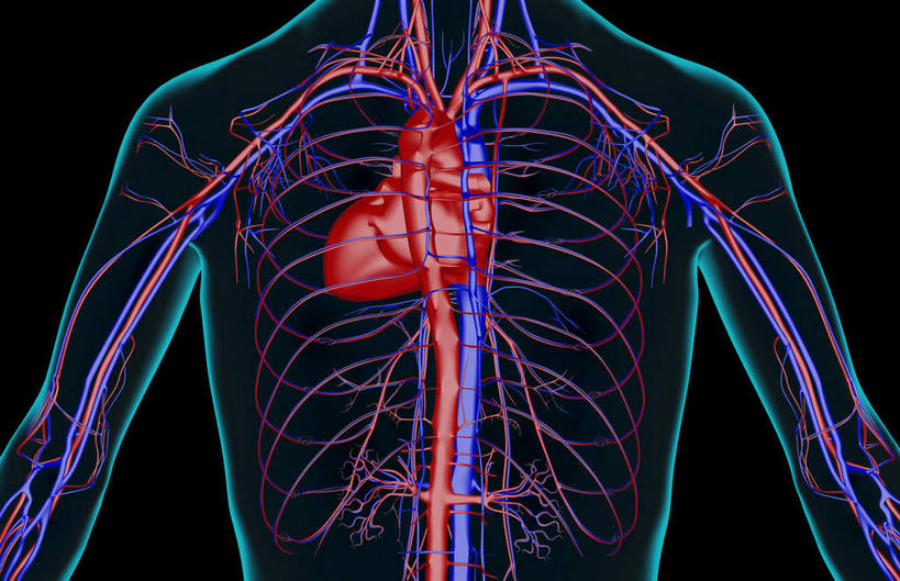 内脏,动脉,静脉,骨骼,无人,横图,插画,x光片,室内,特写,白天,正面,数码,科技,静物,阴影,黑色背景,辐射,科学,网络,医学,骨头,高光,几何,计算机图形,合成,图画,画,模型,血液,人体,皮肤,电脑合成图,数码合成图,骨架,医疗,生物学,人体器官,科学技术,x射线,器官,x光,漫画,生理学,写实,具体,具象,肋间动脉,肋间静脉,半身,彩图,电磁波,电磁辐射