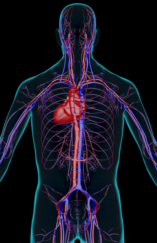 动脉,静脉,骨骼,血管,无人,竖图,插画,x光片,室内,特写,白天,正面,数码,科技,静物,阴影,黑色背景,辐射,科学,网络,医学,骨头,高光,几何,计算机图形,合成,图画,画,模型,人体,皮肤,电脑合成图,数码合成图,骨架,医疗,生物学,科学技术,x射线,x光,漫画,生理学,写实,具体,具象,肋间动脉,肋间静脉,半身,彩图,电磁波,电磁辐射