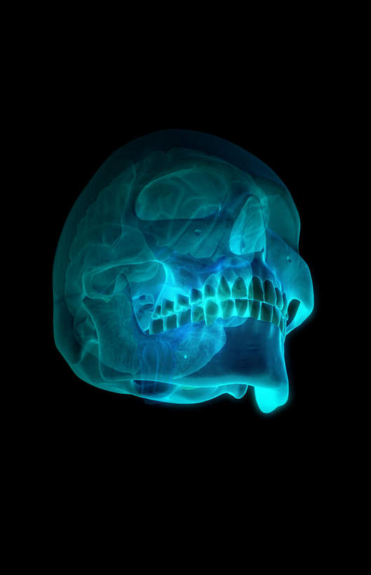 动脉,静脉,骨骼,无人,站,竖图,插画,x光片,室内,特写,白天,正面,数码,科技,静物,大脑,阴影,黑色背景,辐射,科学,网络,医学,骨头,高光,几何,计算机图形,合成,图画,画,模型,站着,人体,电脑合成图,数码合成图,骨架,医疗,生物学,科学技术,x射线,器官,沟壑,x光,漫画,小脑,脑干,生理学,写实,具体,具象,大脑皮层,顶叶,端脑,额叶,沟,灰质,回,间脑,颞叶,站立,半身,彩图,大脑半球,电磁波,电磁辐射