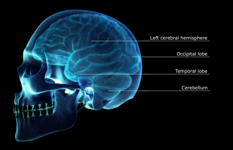动脉,静脉,骨骼,无人,横图,插画,x光片,室内,特写,白天,正面,数码,科技,静物,大脑,阴影,黑色背景,发光,辐射,科学,网络,医学,英文,标志,文字,字符,字母,骨头,高光,几何,计算机图形,合成,图画,标识,画,蓝色,模型,人体,英文字母,电脑合成图,数码合成图,骨架,医疗,生物学,科学技术,x射线,器官,沟壑,x光,漫画,小脑,脑干,生理学,写实,具体,具象,大脑皮层,顶叶,端脑,额叶,沟,灰质,回,间脑,颞叶,右脑,半身,彩图,大脑半球,电磁波,电磁辐射
