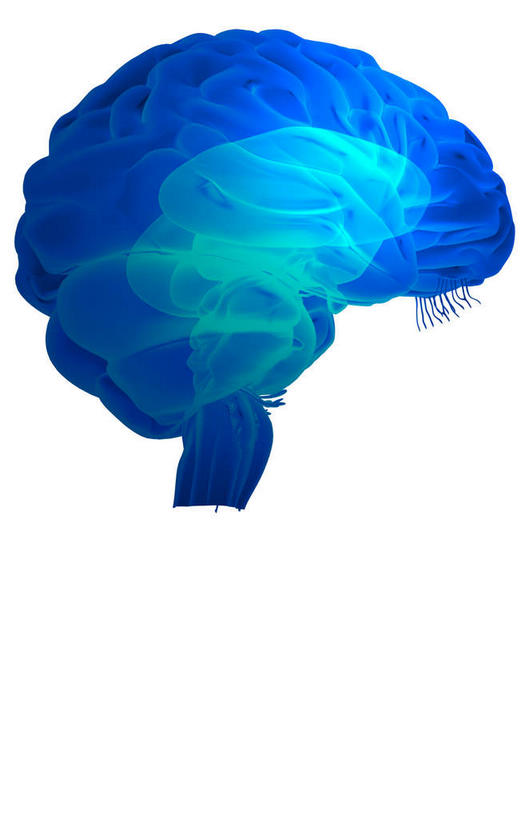 内脏,动脉,静脉,无人,竖图,插画,室内,白天,白色背景,正面,数码,科技,静物,阴影,发光,网络,医学,高光,几何,计算机图形,合成,图画,画,蓝色,模型,人体,电脑合成图,数码合成图,生物学,人体器官,器官,漫画,脑干,生理学,写实,具体,具象,间脑,大脑皮质,彩图