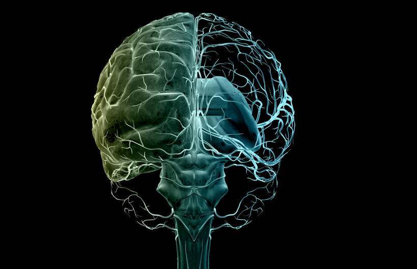 无人,横图,彩色,插画,x光片,室内,白天,正面,数码,科技,大脑,阴影,黑色背景,辐射,科学,网络,医学,高光,几何,计算机图形,合成,图画,画,电脑合成图,数码合成图,医疗,科学技术,x射线,器官,沟壑,x光,漫画,小脑,脑干,写实,具体,具象,大脑皮层,端脑,沟,灰质,回,间脑,脑动脉,彩图,电磁波,电磁辐射