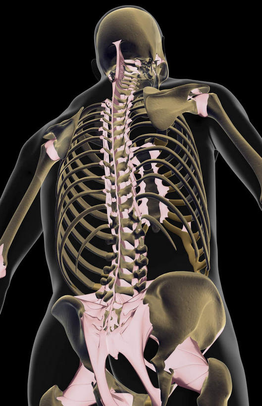 脖子,动脉,静脉,骨骼,无人,竖图,x光片,室内,特写,白天,正面,静物,黑色背景,辐射,科学,医学,骨头,模型,人体,骨架,医疗,生物学,科学技术,x射线,x光,韧带,生理学,头部,脖,颈,颈部,半身,彩图,电磁波,电磁辐射