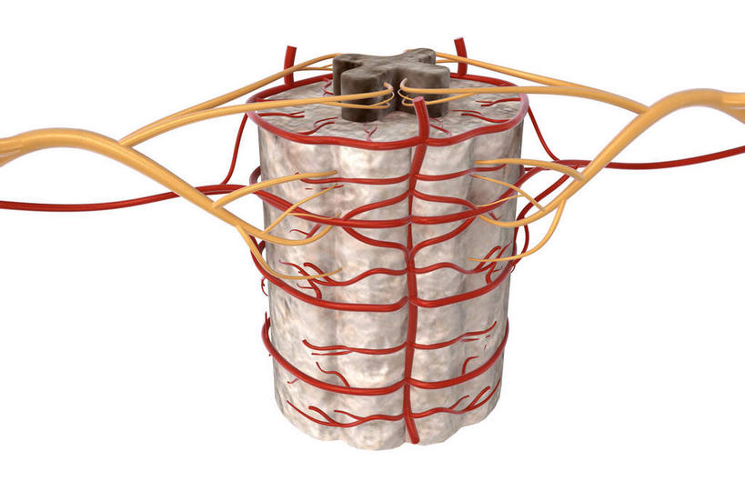 脊髓,动脉,静脉,骨骼,无人,横图,插画,x光片,室内,特写,白天,白色背景,正面,数码,科技,静物,阴影,辐射,科学,网络,医学,骨头,高光,几何,计算机图形,合成,图画,画,模型,人体,电脑合成图,数码合成图,骨架,医疗,生物学,科学技术,x射线,x光,漫画,生理学,写实,具体,具象,腰椎,腹侧神经根,彩图,电磁波,电磁辐射